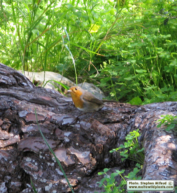 Erithacus rubecula (European Robin). This page is part of www.MaltaWildPlants.com website by Stephen Mifsud, Malta