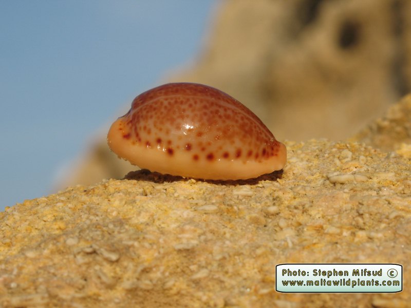 Erosaria spurca (Mediterranean Cowry). This page is part of www.MaltaWildPlants.com website by Stephen Mifsud, Malta