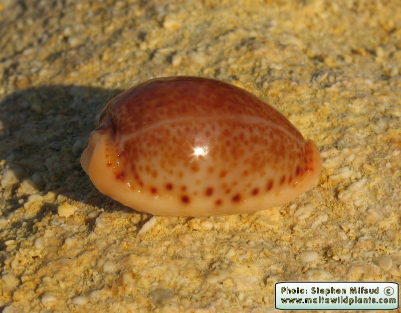 Erosaria spurca (Mediterranean Cowry). This page is part of www.MaltaWildPlants.com website by Stephen Mifsud, Malta