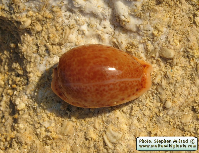 Erosaria spurca (Mediterranean Cowry). This page is part of www.MaltaWildPlants.com website by Stephen Mifsud, Malta