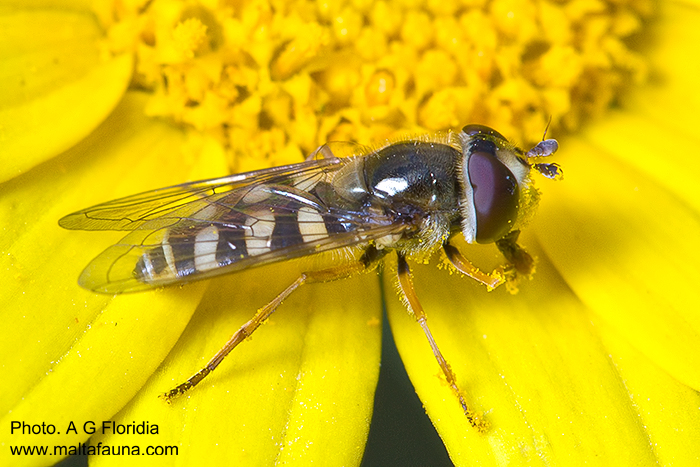 Eupeodes corollae (Common Yellow-banded Hoverfly). This page is part of www.MaltaWildPlants.com website by Stephen Mifsud, Malta