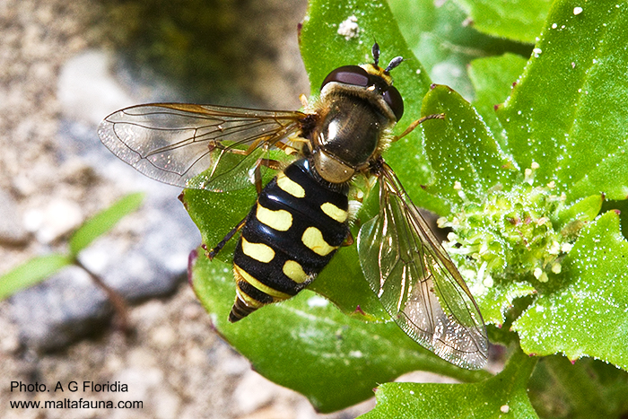 Eupeodes corollae (Common Yellow-banded Hoverfly). This page is part of www.MaltaWildPlants.com website by Stephen Mifsud, Malta