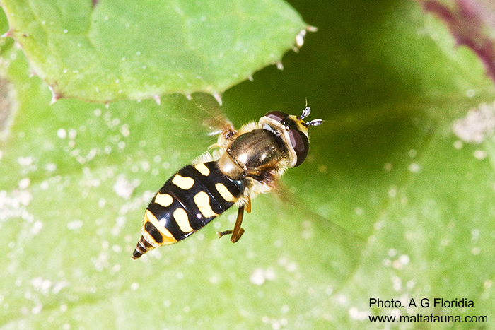 Eupeodes corollae (Common Yellow-banded Hoverfly). This page is part of www.MaltaWildPlants.com website by Stephen Mifsud, Malta