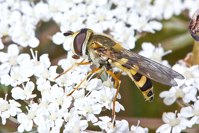 Eupeodes corollae (Common Yellow-banded Hoverfly). This page is part of www.MaltaWildPlants.com website by Stephen Mifsud, Malta