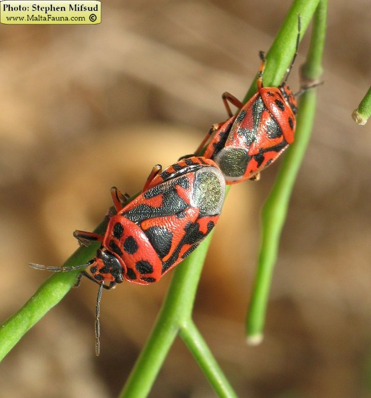 Eurydema ornata (Ornamental Shield Bug). This page is part of www.MaltaWildPlants.com website by Stephen Mifsud, Malta