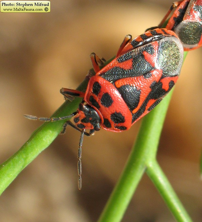 Eurydema ornata (Ornamental Shield Bug). This page is part of www.MaltaWildPlants.com website by Stephen Mifsud, Malta
