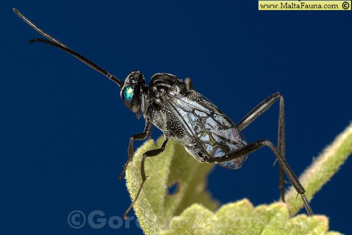 Evania appendigaster (). This page is part of www.MaltaWildPlants.com website by Stephen Mifsud, Malta