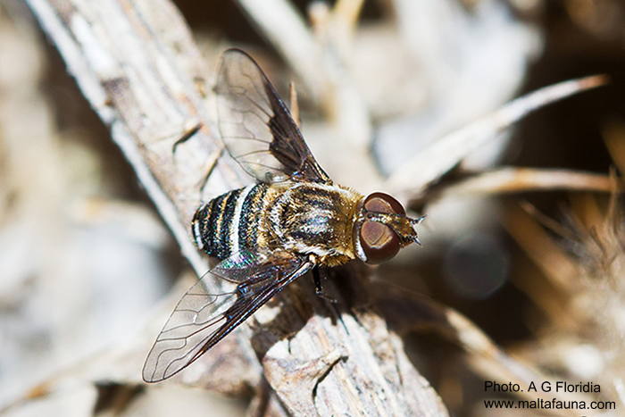 Exhyalanthrax afer (Bee-fly). This page is part of www.MaltaWildPlants.com website by Stephen Mifsud, Malta