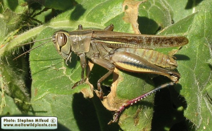 Eyprepocnemis plorans (White-banded Grasshopper). This page is part of www.MaltaWildPlants.com website by Stephen Mifsud, Malta
