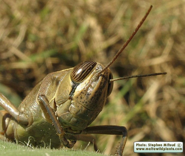 Eyprepocnemis plorans (White-banded Grasshopper). This page is part of www.MaltaWildPlants.com website by Stephen Mifsud, Malta