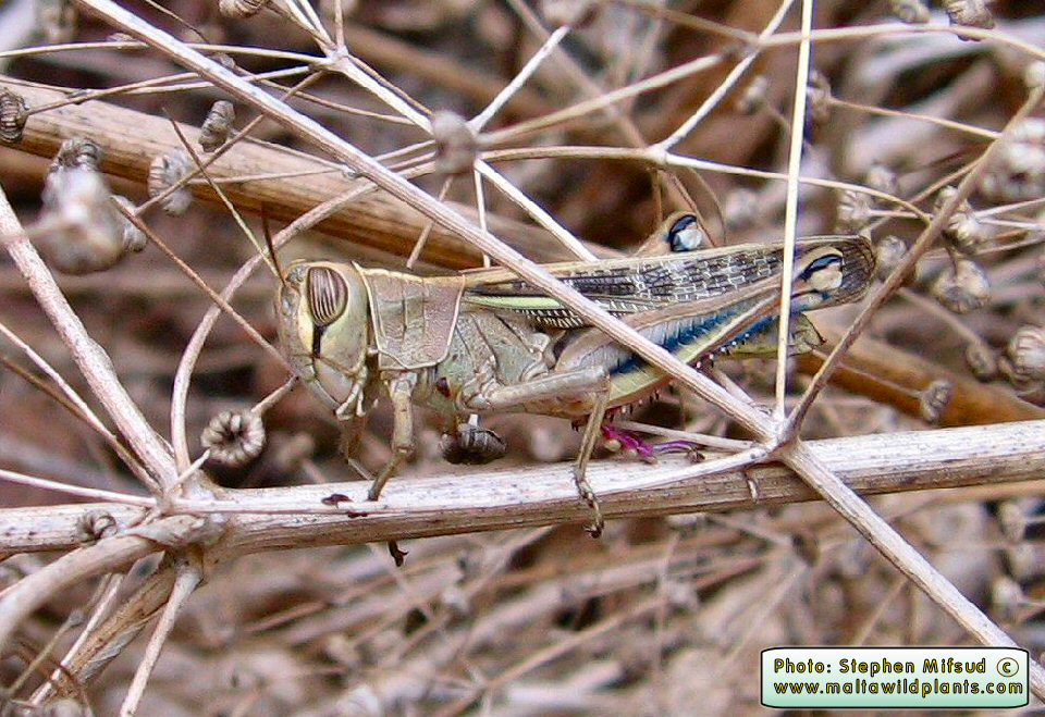 Eyprepocnemis plorans (White-banded Grasshopper). This page is part of www.MaltaWildPlants.com website by Stephen Mifsud, Malta