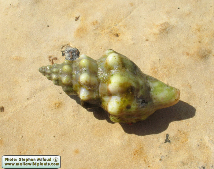 Fasciolaria lignaria (Mediterranean Tulip Shell). This page is part of www.MaltaWildPlants.com website by Stephen Mifsud, Malta