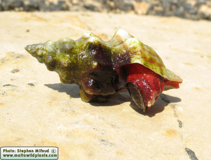 Fasciolaria lignaria (Mediterranean Tulip Shell). This page is part of www.MaltaWildPlants.com website by Stephen Mifsud, Malta