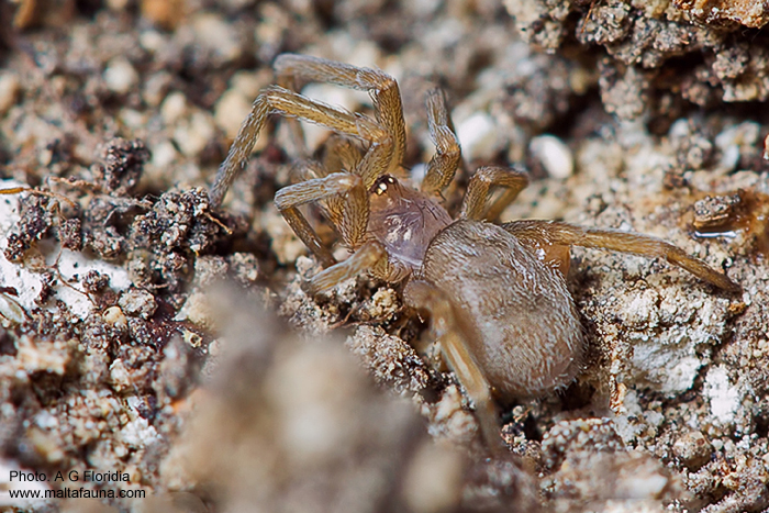 Filistata insidiatrix (Crevice Weaver). This page is part of www.MaltaWildPlants.com website by Stephen Mifsud, Malta