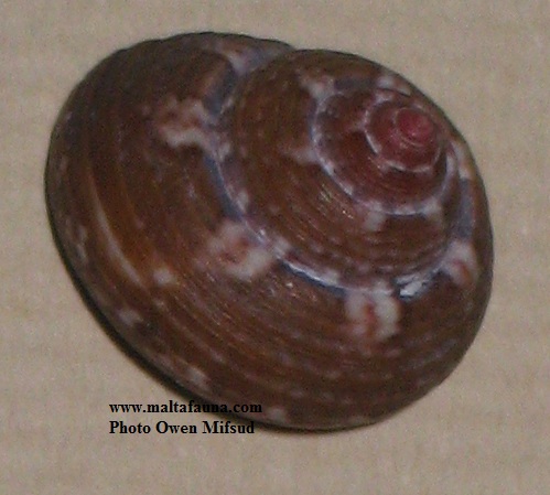 Gibbula ardens (). This page is part of www.MaltaWildPlants.com website by Stephen Mifsud, Malta
