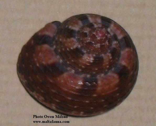 Gibbula ardens (). This page is part of www.MaltaWildPlants.com website by Stephen Mifsud, Malta