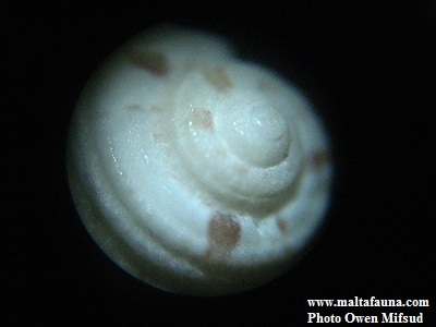 Gibbula guttadauri (). This page is part of www.MaltaWildPlants.com website by Stephen Mifsud, Malta