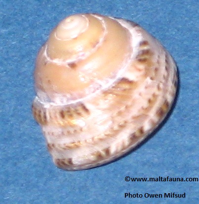 Gibbula philberti (). This page is part of www.MaltaWildPlants.com website by Stephen Mifsud, Malta