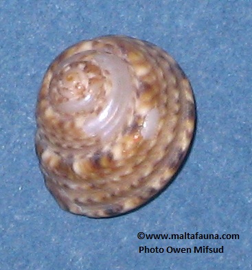 Gibbula philberti (). This page is part of www.MaltaWildPlants.com website by Stephen Mifsud, Malta