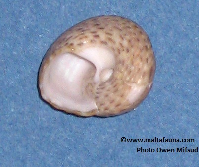 Gibbula philberti (). This page is part of www.MaltaWildPlants.com website by Stephen Mifsud, Malta