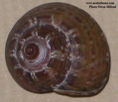 Gibbula umbilicaris (). This page is part of www.MaltaWildPlants.com website by Stephen Mifsud, Malta