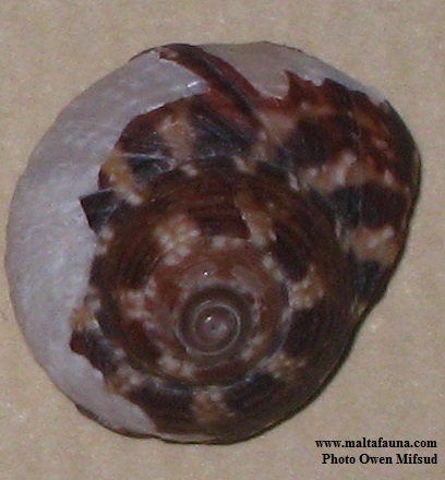 Gibbula umbilicaris (). This page is part of www.MaltaWildPlants.com website by Stephen Mifsud, Malta