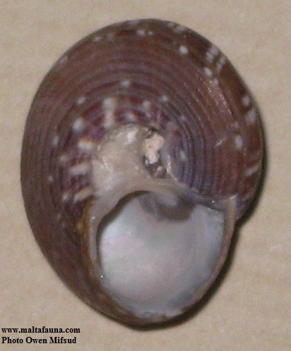 Gibbula umbilicaris (). This page is part of www.MaltaWildPlants.com website by Stephen Mifsud, Malta