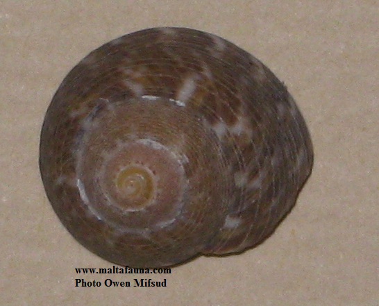 Gibbula varia (Variable Topshell). This page is part of www.MaltaWildPlants.com website by Stephen Mifsud, Malta