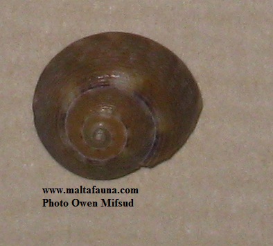 Gibbula varia (Variable Topshell). This page is part of www.MaltaWildPlants.com website by Stephen Mifsud, Malta