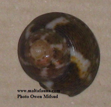 Gibbula varia (Variable Topshell). This page is part of www.MaltaWildPlants.com website by Stephen Mifsud, Malta