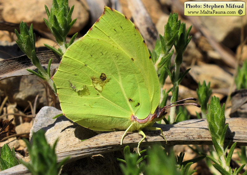 Gonepteryx cleopatra (Cleopatra butterfly). This page is part of www.MaltaWildPlants.com website by Stephen Mifsud, Malta