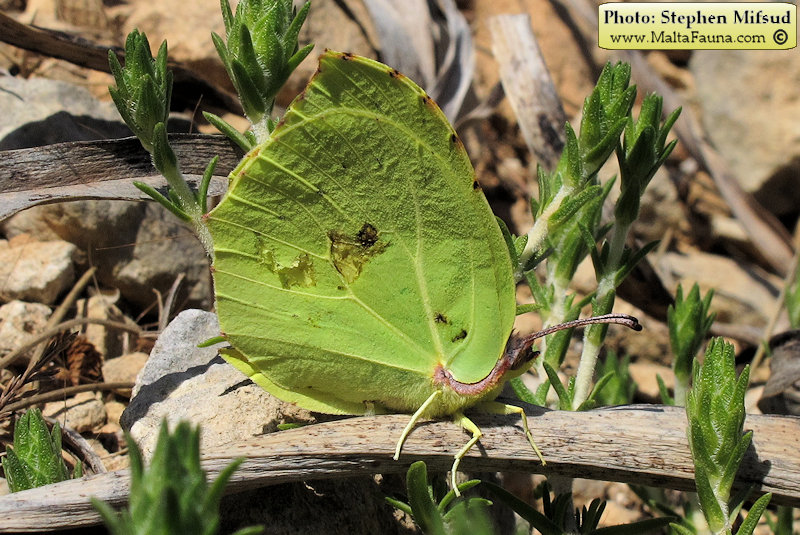 Gonepteryx cleopatra (Cleopatra butterfly). This page is part of www.MaltaWildPlants.com website by Stephen Mifsud, Malta