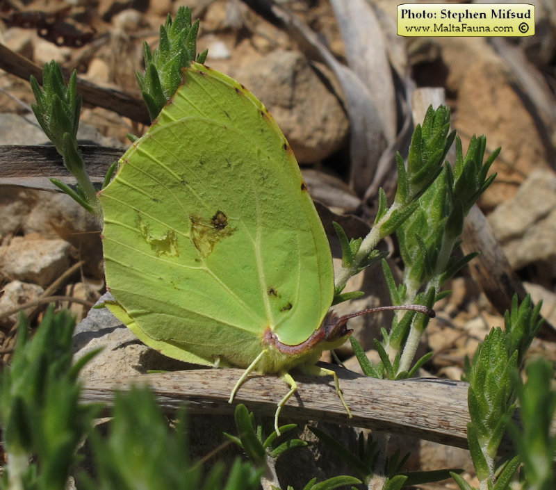 Gonepteryx cleopatra (Cleopatra butterfly). This page is part of www.MaltaWildPlants.com website by Stephen Mifsud, Malta