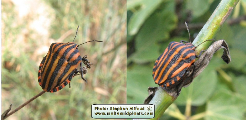 Graphosoma lineatum italicum (Italian Striped Bug). This page is part of www.MaltaWildPlants.com website by Stephen Mifsud, Malta