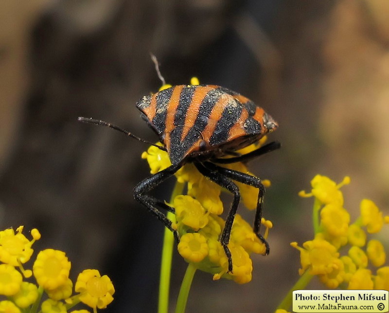 Graphosoma lineatum italicum (Italian Striped Bug). This page is part of www.MaltaWildPlants.com website by Stephen Mifsud, Malta
