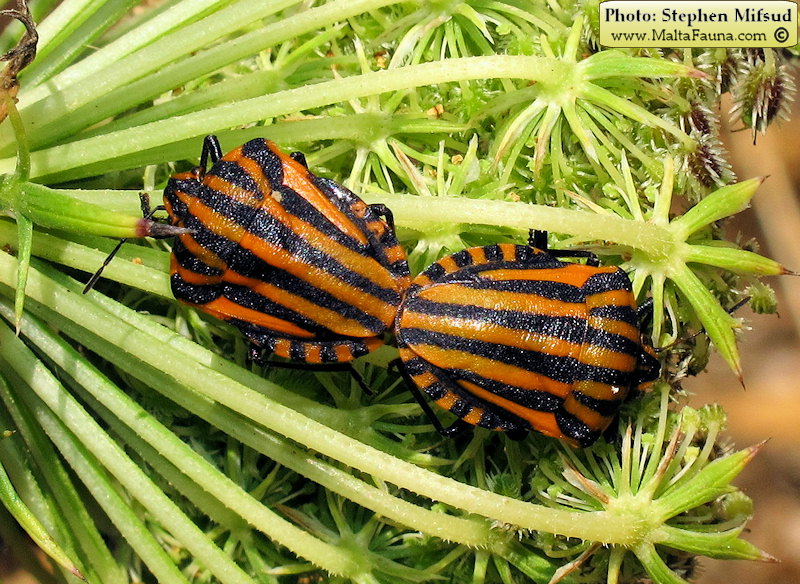 Graphosoma lineatum italicum (Italian Striped Bug). This page is part of www.MaltaWildPlants.com website by Stephen Mifsud, Malta