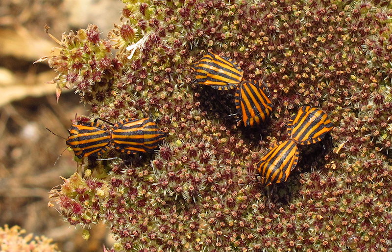 Graphosoma lineatum italicum (Italian Striped Bug). This page is part of www.MaltaWildPlants.com website by Stephen Mifsud, Malta