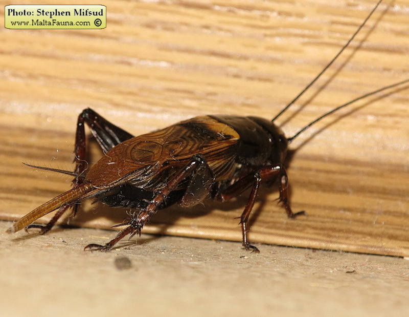Gryllus bimaculatus (Mediterranean field cricket). This page is part of www.MaltaWildPlants.com website by Stephen Mifsud, Malta
