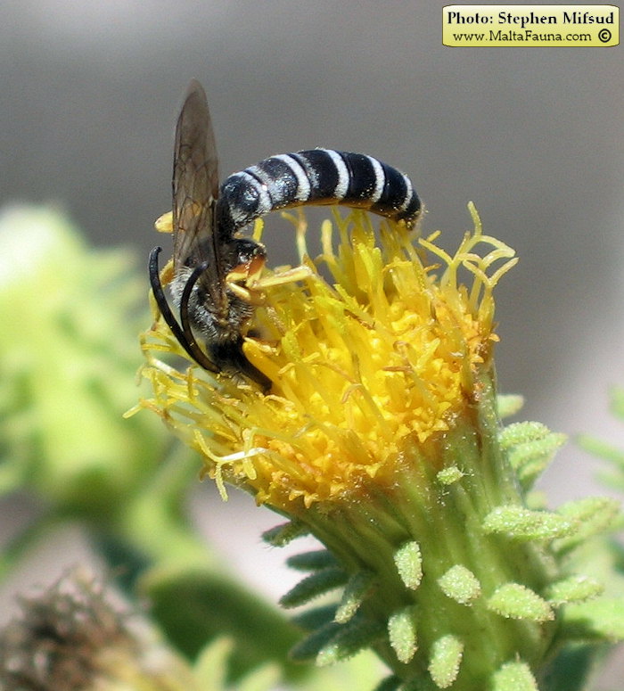Halictus fulvipes (Yellow Halicitid Bee). This page is part of www.MaltaWildPlants.com website by Stephen Mifsud, Malta