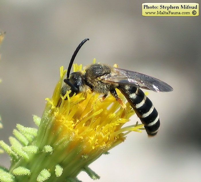 Halictus fulvipes (Yellow Halicitid Bee). This page is part of www.MaltaWildPlants.com website by Stephen Mifsud, Malta