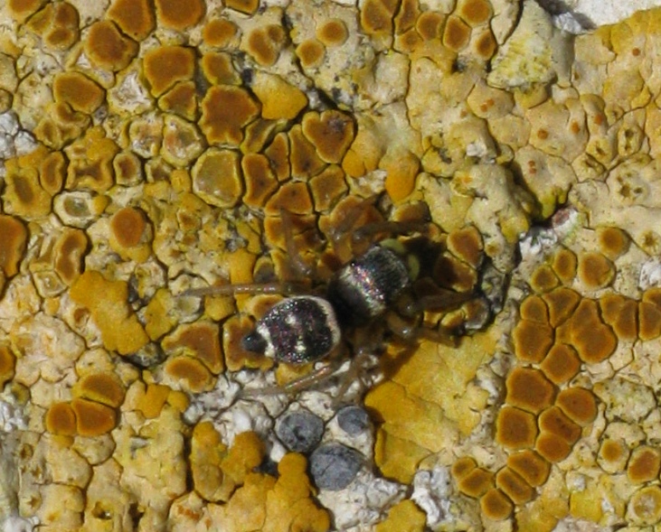 Heliophanus tribulosus (English name not known). This page is part of www.MaltaWildPlants.com website by Stephen Mifsud, Malta