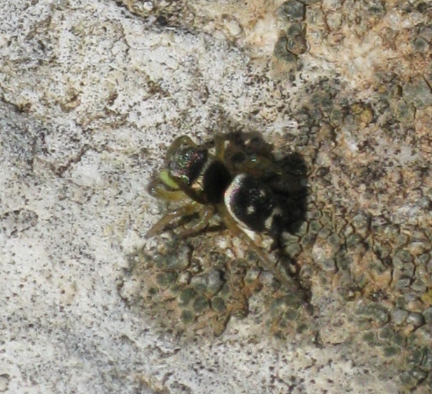 Heliophanus tribulosus (English name not known). This page is part of www.MaltaWildPlants.com website by Stephen Mifsud, Malta