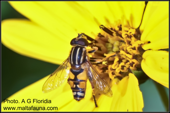 Helophilus trivittatus (English name not known). This page is part of www.MaltaWildPlants.com website by Stephen Mifsud, Malta