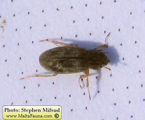 Helophorus sp1 (). This page is part of www.MaltaWildPlants.com website by Stephen Mifsud, Malta