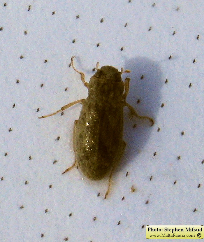 Helophorus sp1 (). This page is part of www.MaltaWildPlants.com website by Stephen Mifsud, Malta