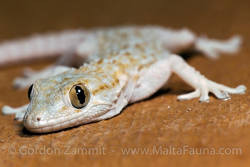 Hemidactylus turcicus (Mediterranean house gecko). This page is part of www.MaltaWildPlants.com website by Stephen Mifsud, Malta