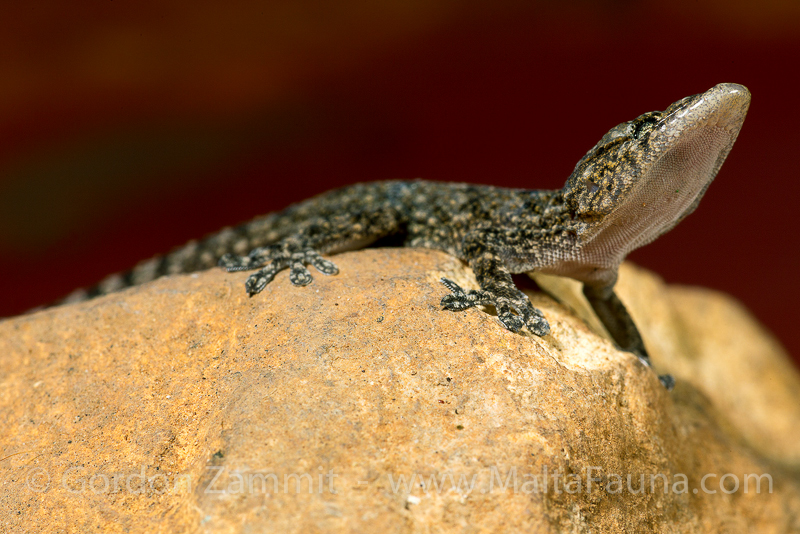 Hemidactylus turcicus (Mediterranean house gecko). This page is part of www.MaltaWildPlants.com website by Stephen Mifsud, Malta