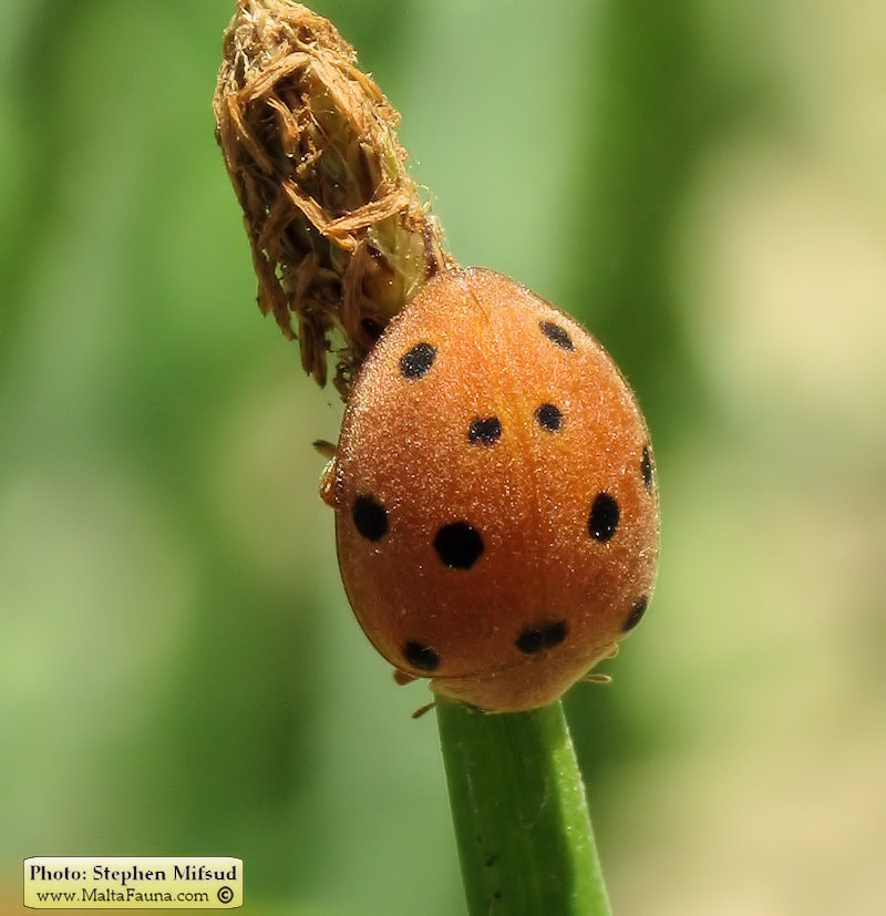 Henosepilachna elaterii (Melon ladybird). This page is part of www.MaltaWildPlants.com website by Stephen Mifsud, Malta