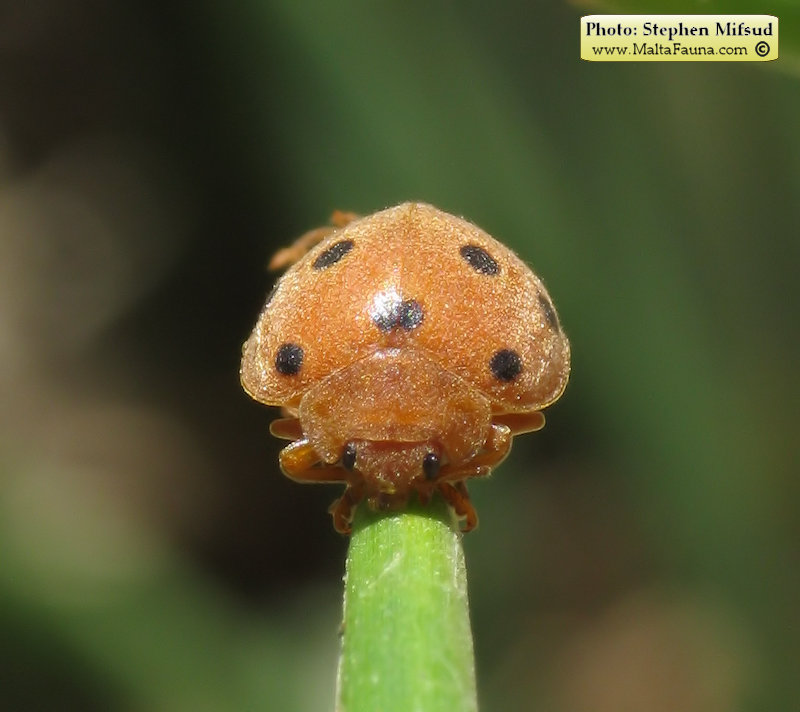 Henosepilachna elaterii (Melon ladybird). This page is part of www.MaltaWildPlants.com website by Stephen Mifsud, Malta