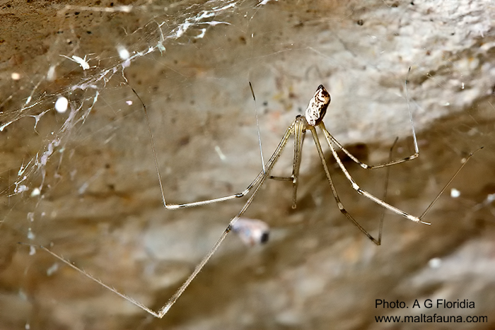Holocnemus pluchei (Marbled Cellar Spider). This page is part of www.MaltaWildPlants.com website by Stephen Mifsud, Malta